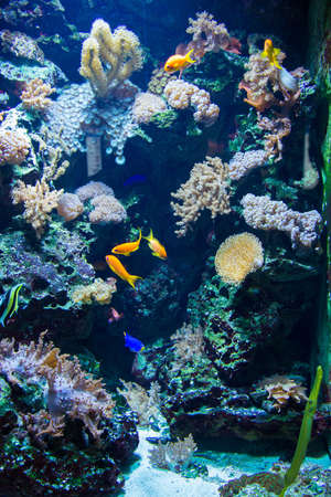 Tropical fish under the water の写真素材