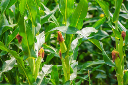 Corn field on bright summe dayの写真素材