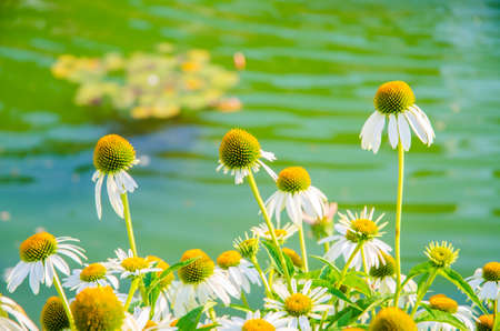 Camomiles flowers in nature conceptの写真素材