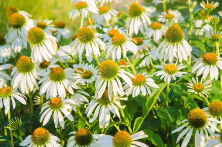 Camomiles flowers in nature conceptの写真素材