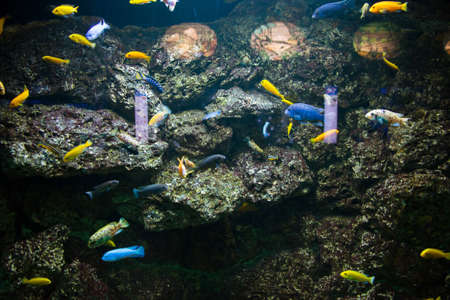 Tropical fish under the water の写真素材