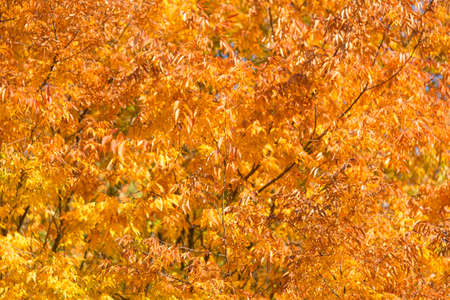 Fall autumn season in the forest