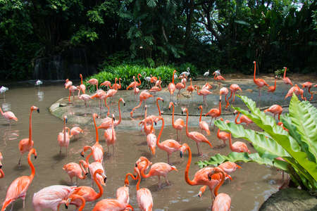 Flamingo birds in the pondの写真素材