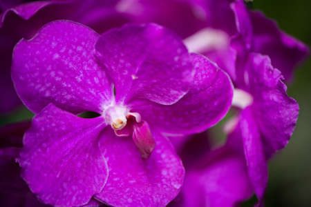 Colourful orchid flowers on bright summer day