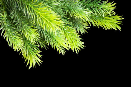 Christmas tree isolated on the black background