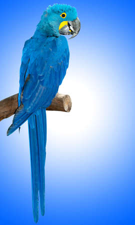 Colourful parrot bird sitting on the perchの写真素材