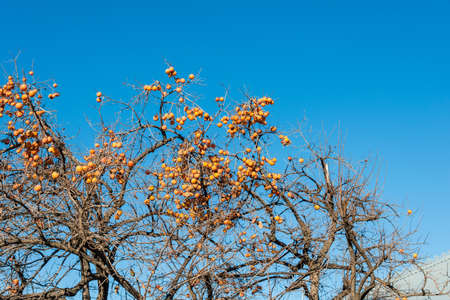 Persimmon fruits on the treeの写真素材