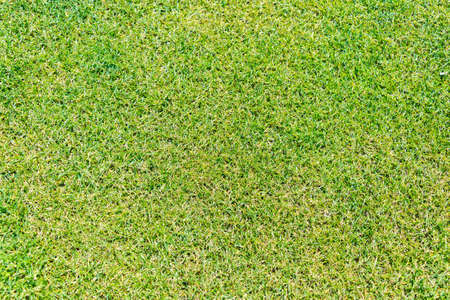Close up of green grass for your backgroundの写真素材