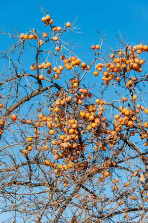 Persimmon fruits on the treeの写真素材