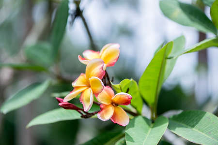 Colourful orchid flowers on bright summer dayの写真素材
