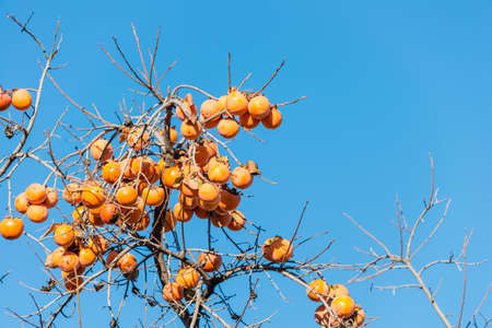 Persimmon fruits on the treeの写真素材