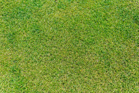 Close up of green grass for your backgroundの写真素材