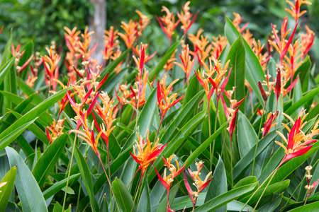 Heliconia flowers in the gardenの写真素材