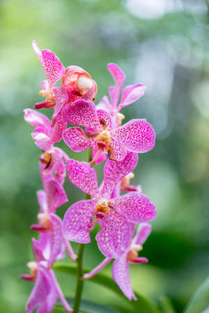 Colourful orchid flowers on bright summer day