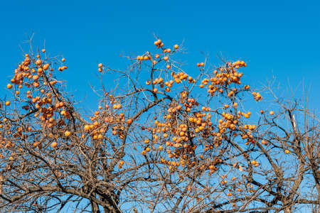 Persimmon fruits on the treeの写真素材