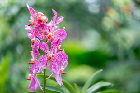 Colourful orchid flowers on bright summer day