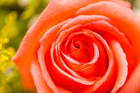 Nice roses in celebration conceptの写真素材