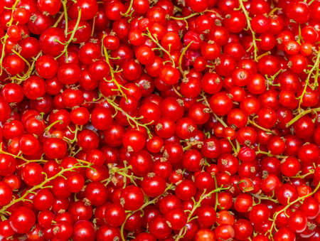 Background made of red currant berries