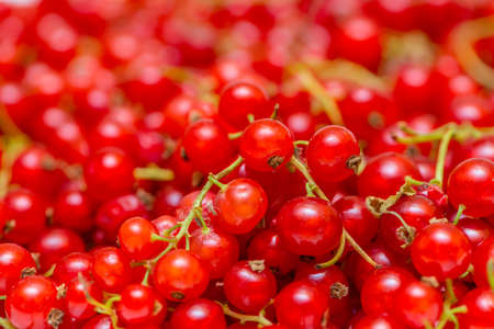 Background made of red currant berriesの写真素材