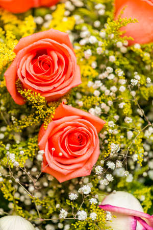 Nice roses in celebration conceptの写真素材