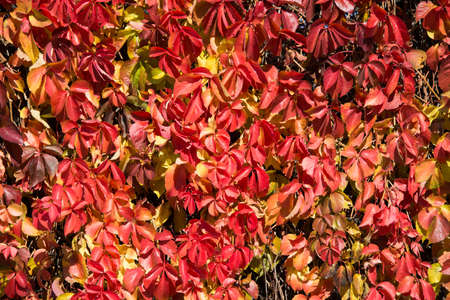 Alley with trees on autumn dayの写真素材