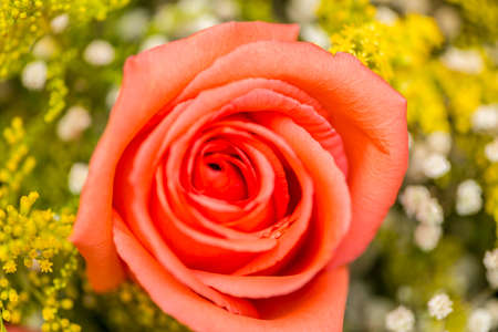 Nice roses in celebration concept