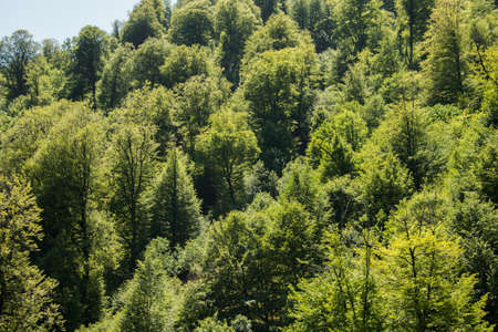 Summer forest under the sunの写真素材