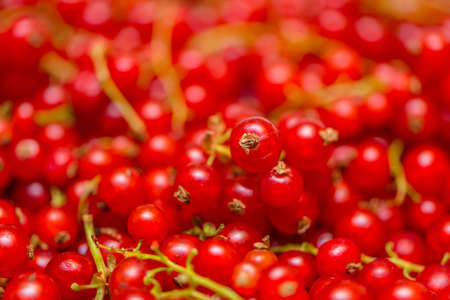 Background made of red currant berriesの写真素材