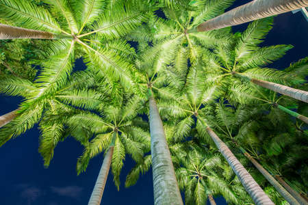 Palm trees during the sunset hoursの写真素材