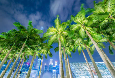 Palms during night timeの写真素材