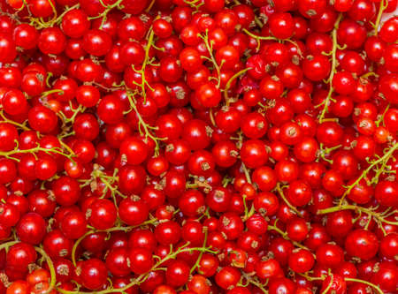 Background made of red currant berriesの写真素材