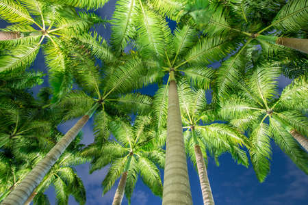 Palm trees during the sunset hoursの写真素材