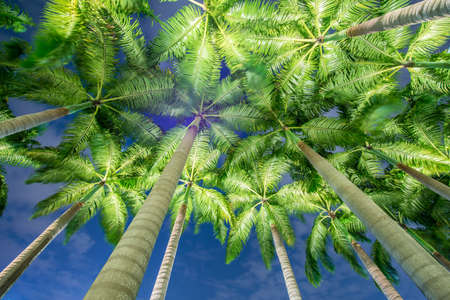 Palm trees during the sunset hours