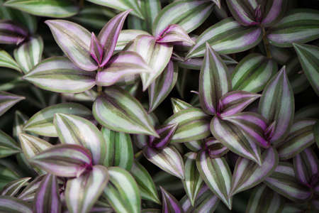 Background made of wandering jew plantの写真素材