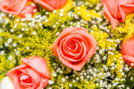 Nice roses in celebration concept