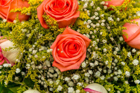 Nice roses in celebration conceptの写真素材