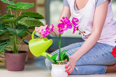 Woman taking care of home plantsの写真素材