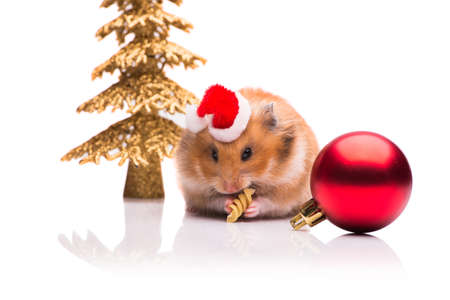Cute hamster with santa hat isolated on whiteの写真素材