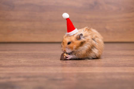 Cute hamster with santa hat on the tableの写真素材