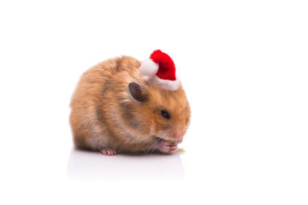 Cute hamster with santa hat isolated on whiteの写真素材