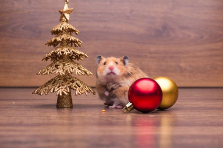 Cute hamster with santa hat on the tableの写真素材