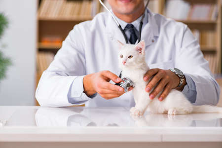 White kitten visiting vet for check upの写真素材
