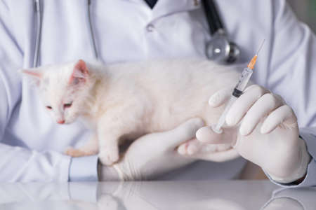 White kitten visiting vet for check upの写真素材