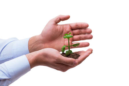 Hand holding seedling in new life concept on white