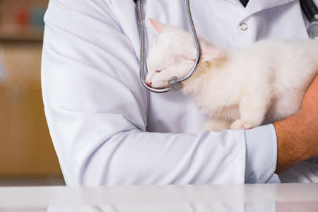 White kitten visiting vet for check up
