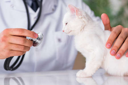 White kitten visiting vet for check upの写真素材
