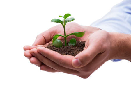 Hand holding seedling in new life concept on white