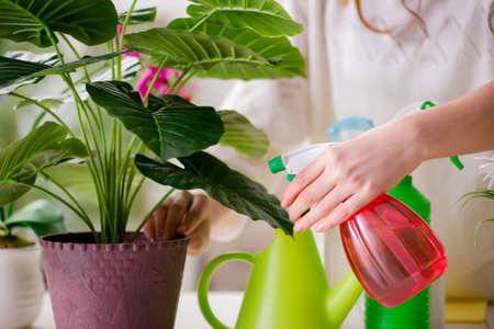 Young woman looking after plants at homeの写真素材