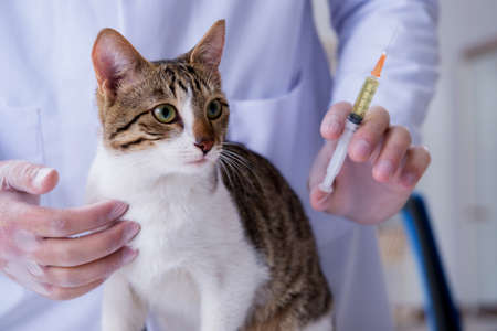 Cat visiting vet for regular check upの写真素材