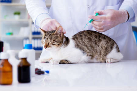 Cat visiting vet for regular check upの写真素材